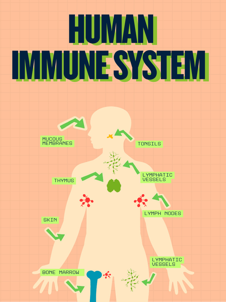 Overview of the Human Immune System | PDF