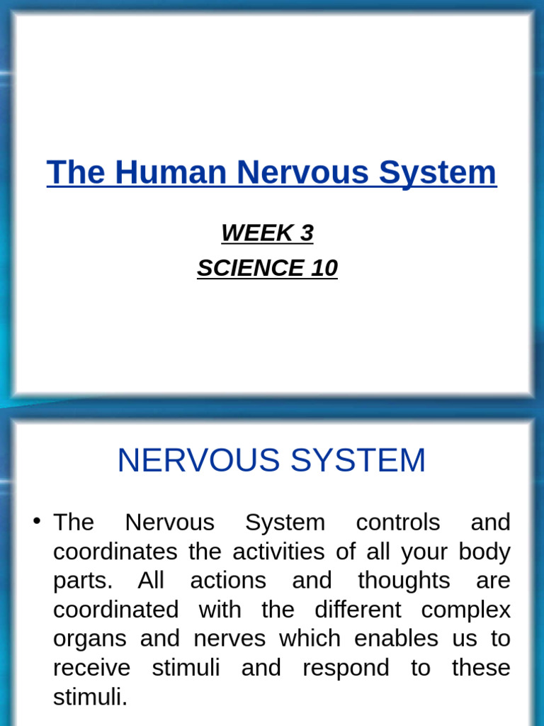 Overview of the Human Nervous System | PDF | Central Nervous System ...