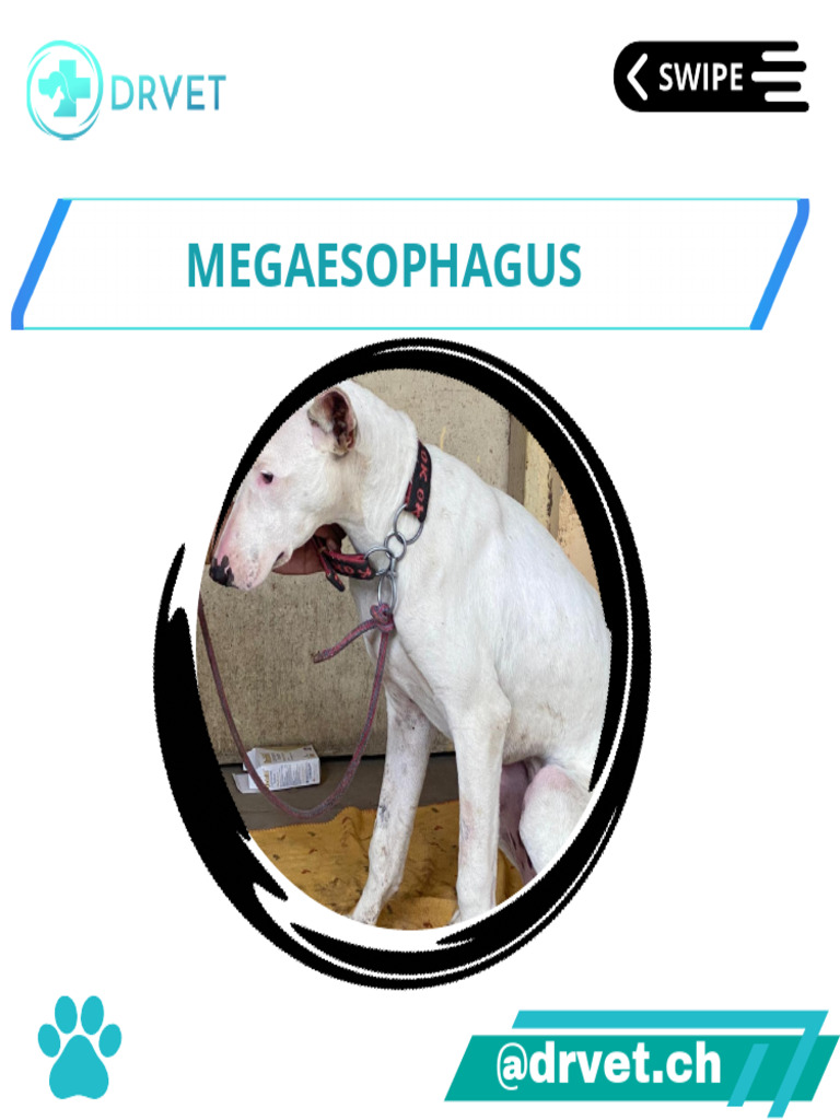 Understanding Megaesophagus: Causes & Treatment | PDF