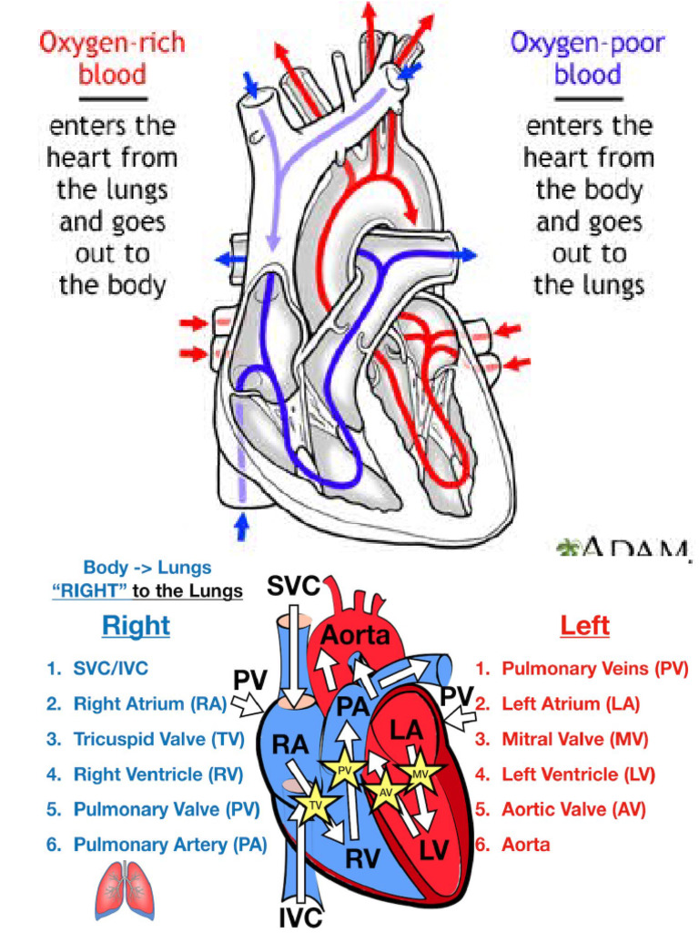 Heart | PDF