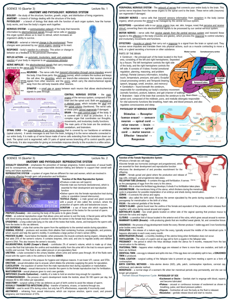 Nervous System Anatomy and Physiology | PDF | Nervous System | Nerve