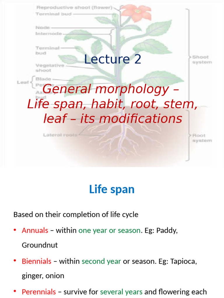 Plant Morphology: Roots and Stems Explained | PDF | Leaf | Root