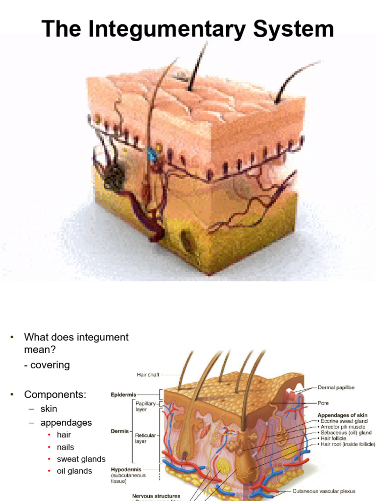 Understanding the Integumentary System | PDF | Skin | Integumentary System