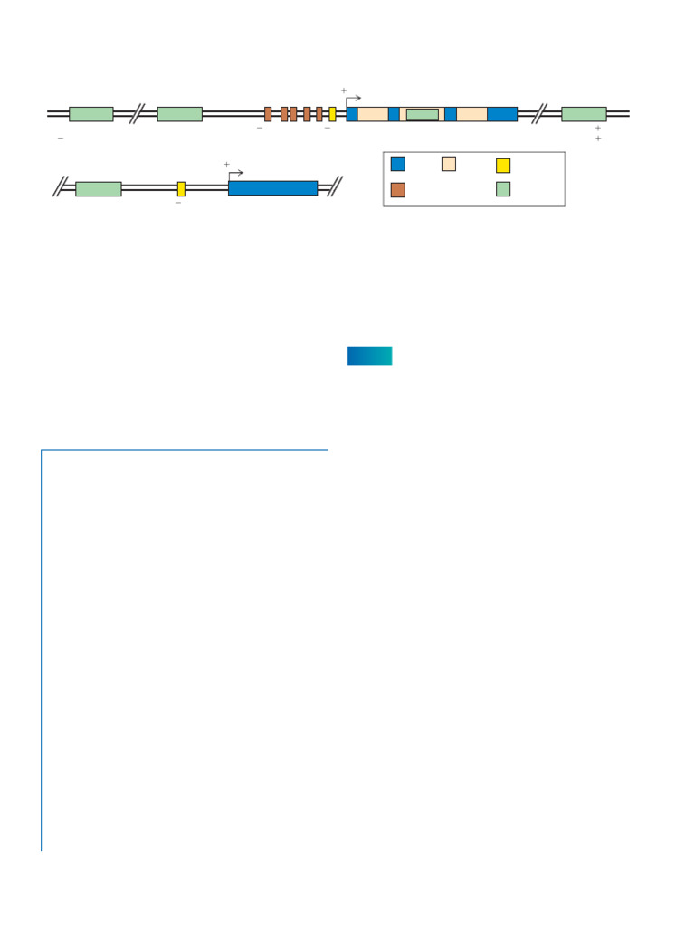 Activators and Repressors of Transcrpt | PDF | Repressor | Promoter ...