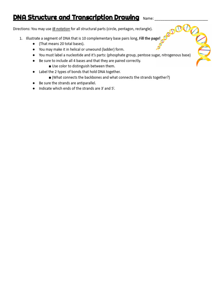 DNA Structure and Transcription Guide | PDF