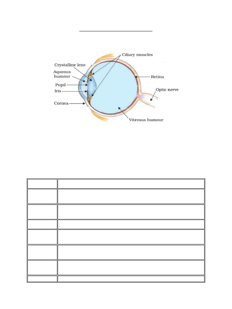 Understanding the Human Eye and Light | PDF | Eye | Human Eye