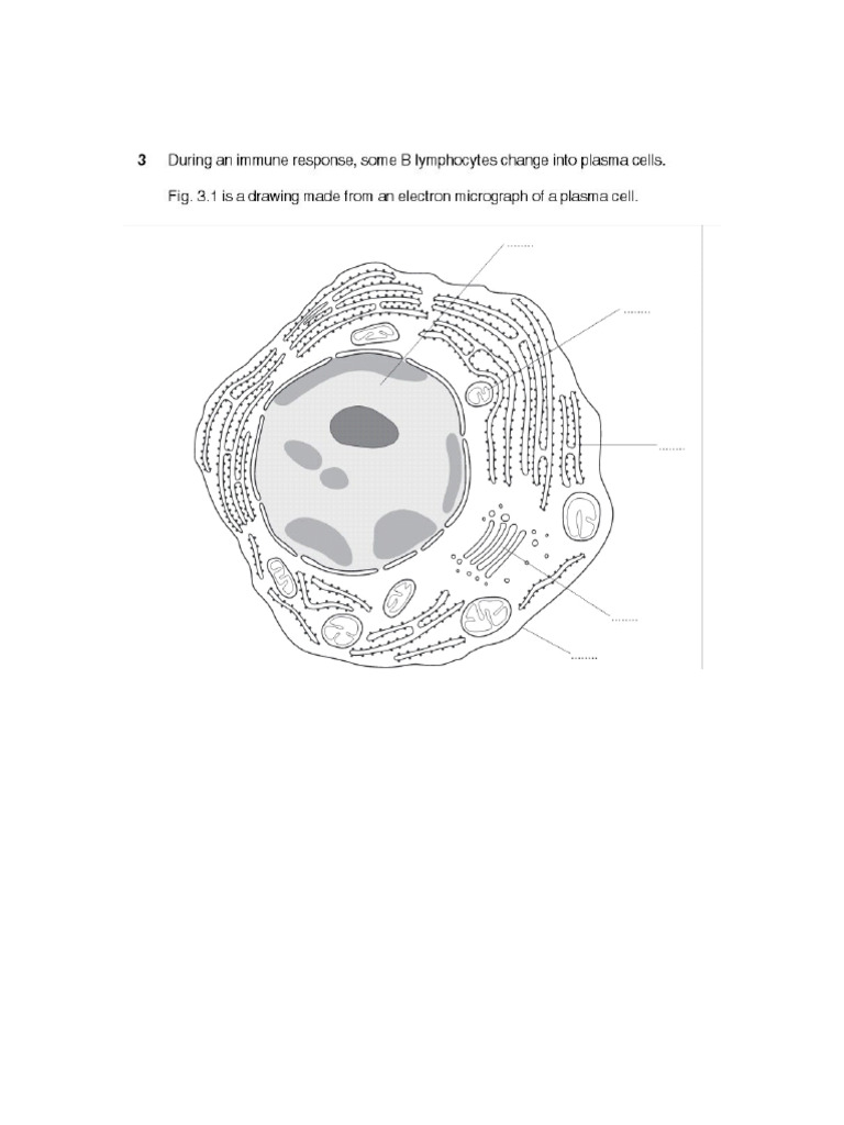 Unit 1 Cell Structure Paper 2 | PDF