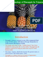 Pineapple Jai Prakash