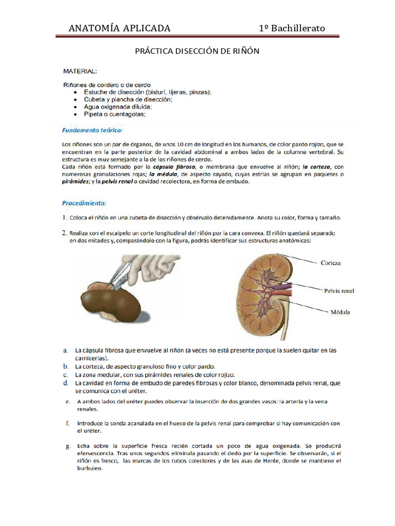 Práctica Disección de Riñón - Anatomía Aplicada - 22 - 23 | PDF