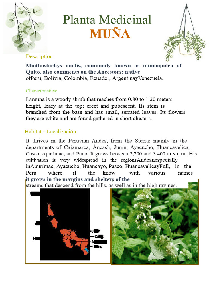 Muña: Medicinal Plant Benefits & Uses | PDF | Andes | Peru