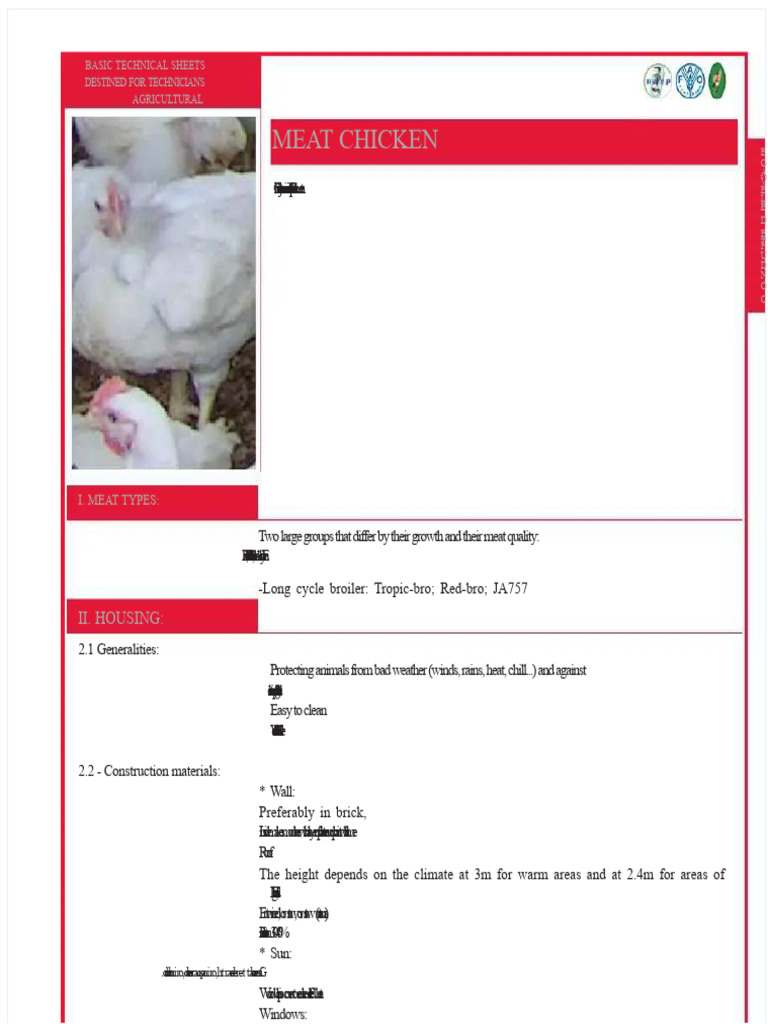 Broiler Chicken | PDF | Poultry Farming
