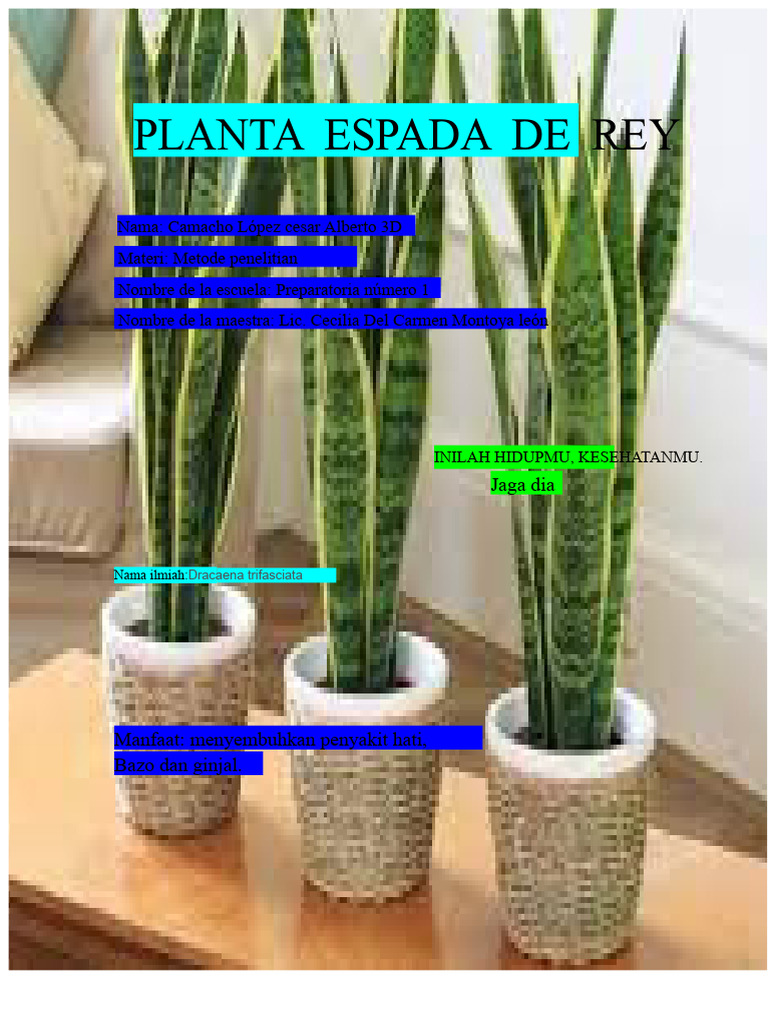 TANAMAN PEDANG RAJA, Metode Penelitian 2 | PDF