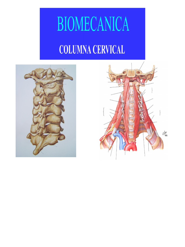 Biomechanics of The CERVICAL Spine PDF | PDF | Vertebra ...