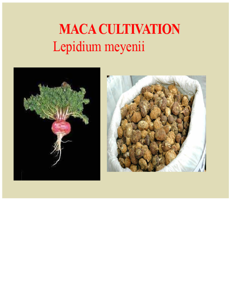 Cultivation of Maca | PDF | Potato | Soil