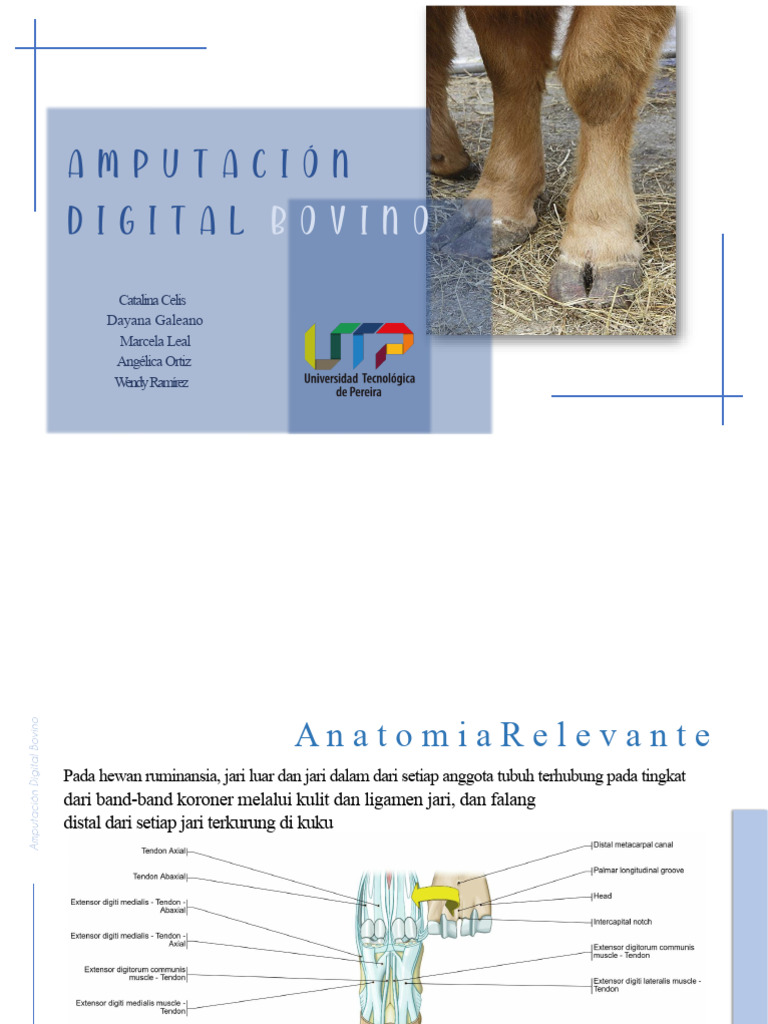 Amputasi Digital Sapi | PDF
