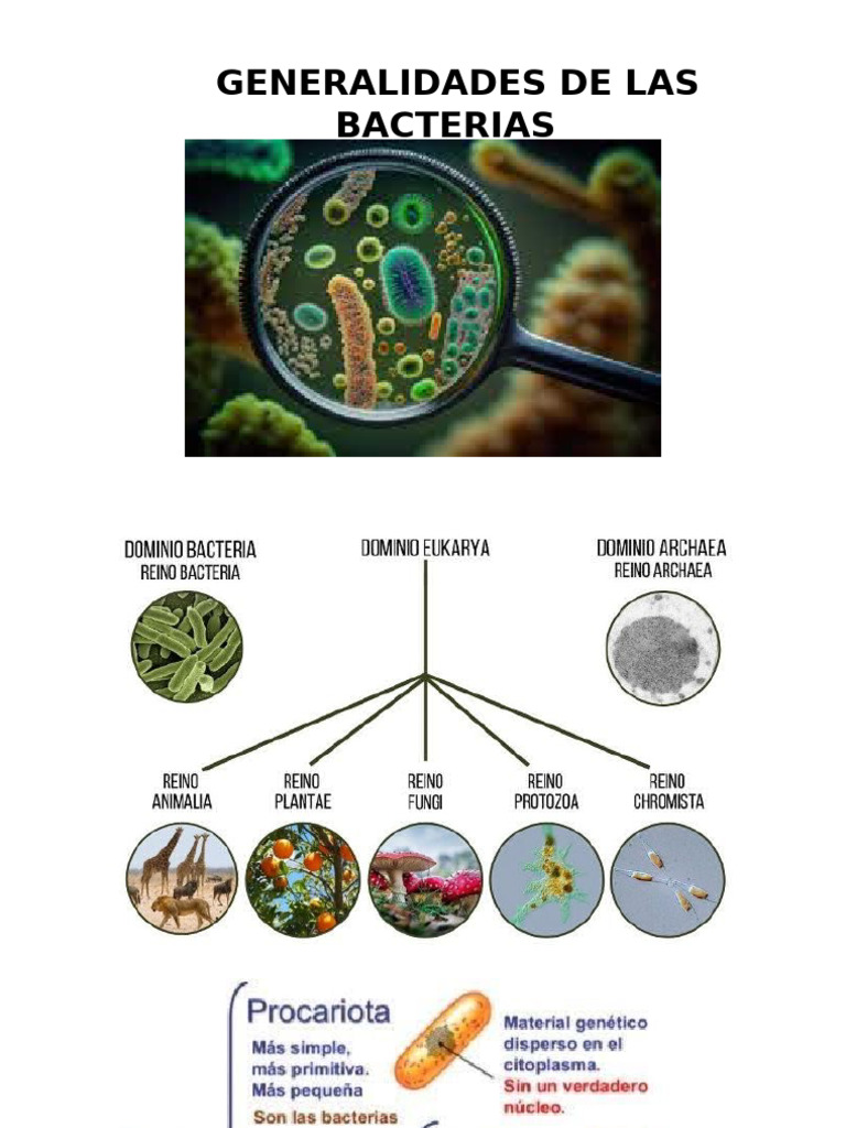 Morfologia Bacteriana Estructura Celular | PDF