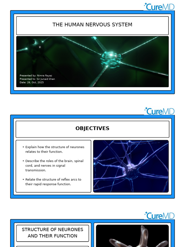 Overview of the Human Nervous System | PDF | Nervous System | Central ...