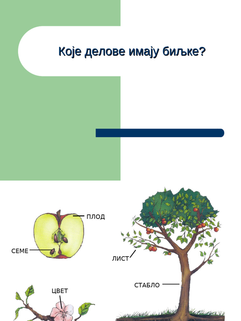 62 Koje Delove Imaju Biljke | PDF