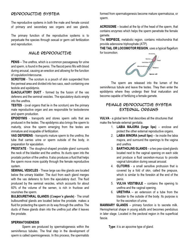 Overview of Human Reproductive Systems | PDF | Menstrual Cycle | Ovary