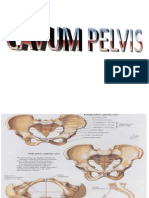 Diaphragm A Pelvis