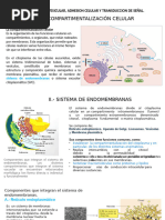 Funciones del RER y REL en células | PDF | Retículo endoplásmico | Rna