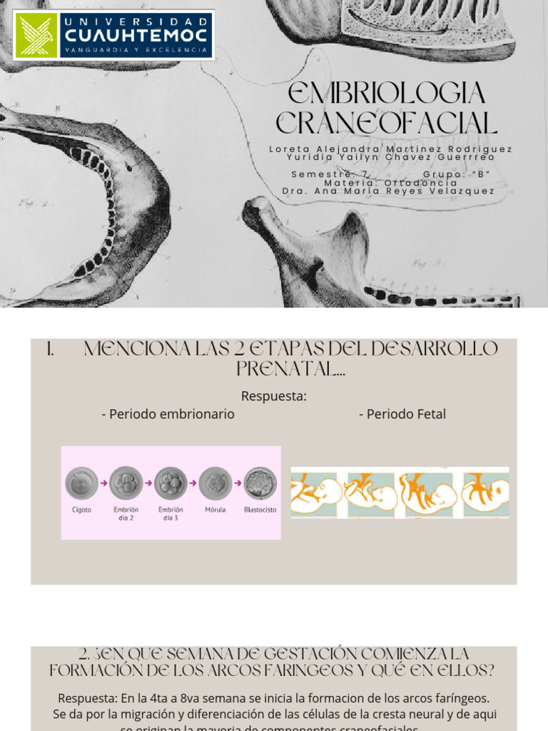 Embriología Craneofacial y Labio Hendido | PDF | Cabeza y cuello ...