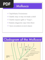 Mollusc A