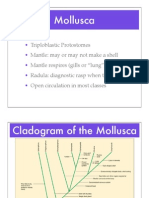 Mollusc A