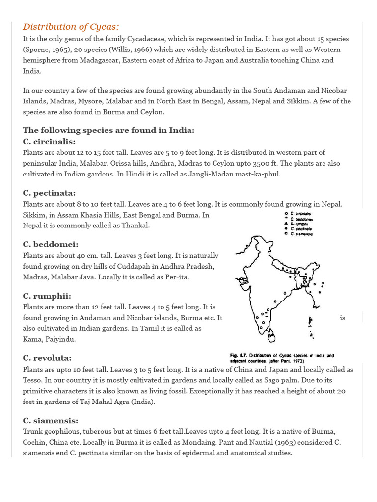 GDM Botany Cycas Sem2 02 | PDF | Seed | Leaf