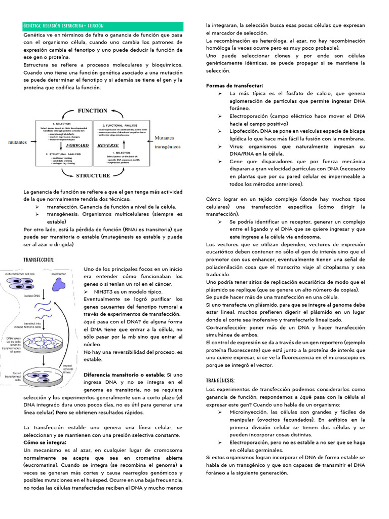 Estructura y función en genética celular | PDF | Transfección | Gene