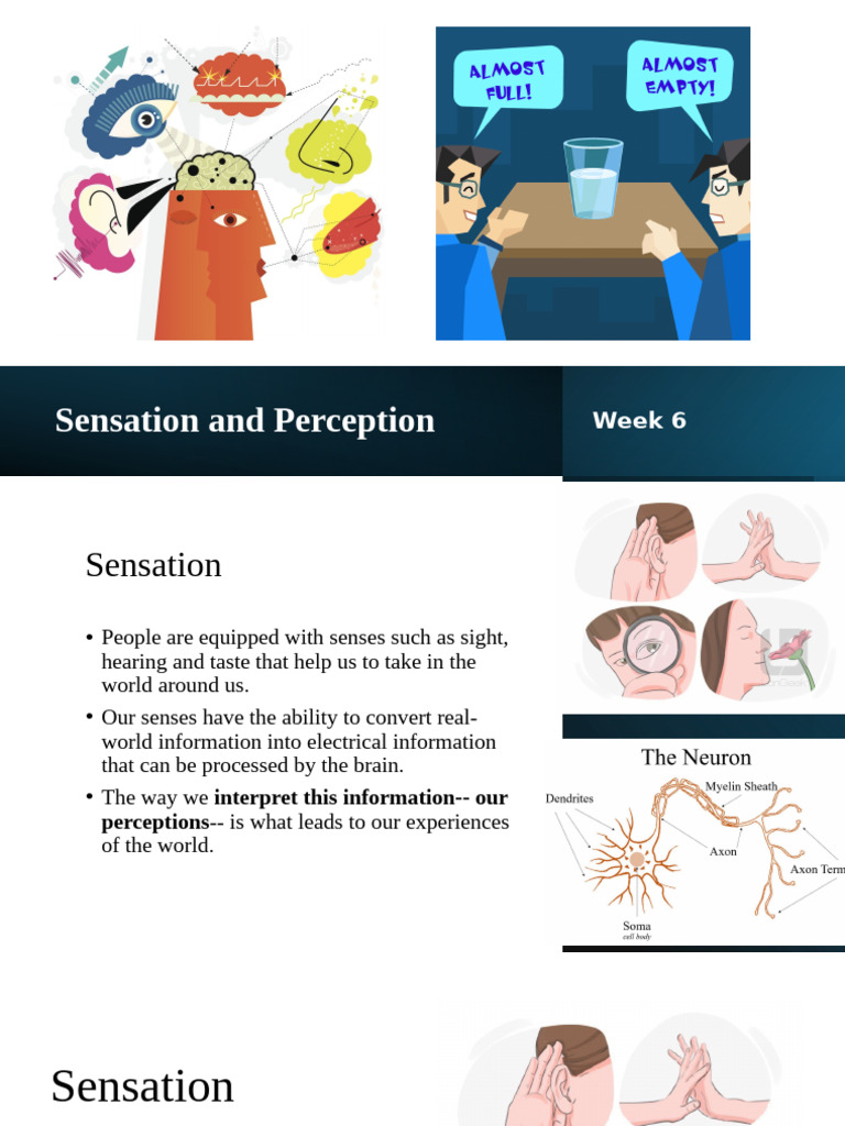 Sensation and Perception | PDF | Senses | Perception