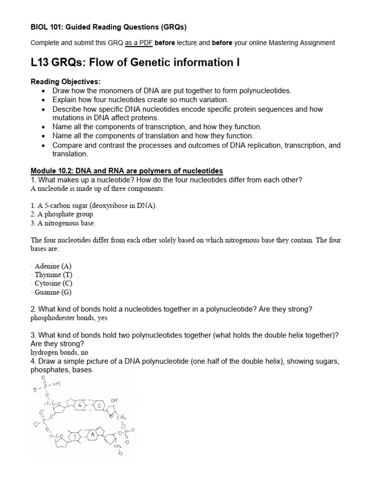 Lesson+13 GRQs Flow+of+Genetic+Information+Part+1 | PDF | Translation ...