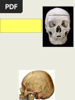 Anatomie de la Région Jugale | PDF | Tête et cou chez l'humain ...