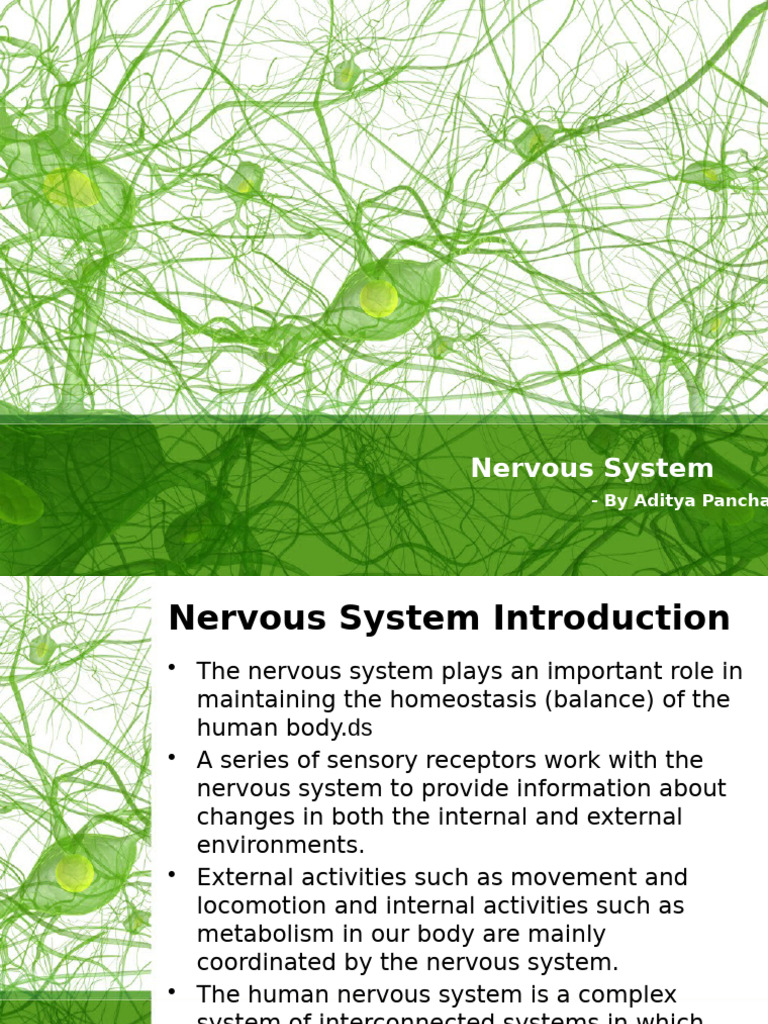 Overview of the Human Nervous System | PDF | Nervous System | Motor Neuron