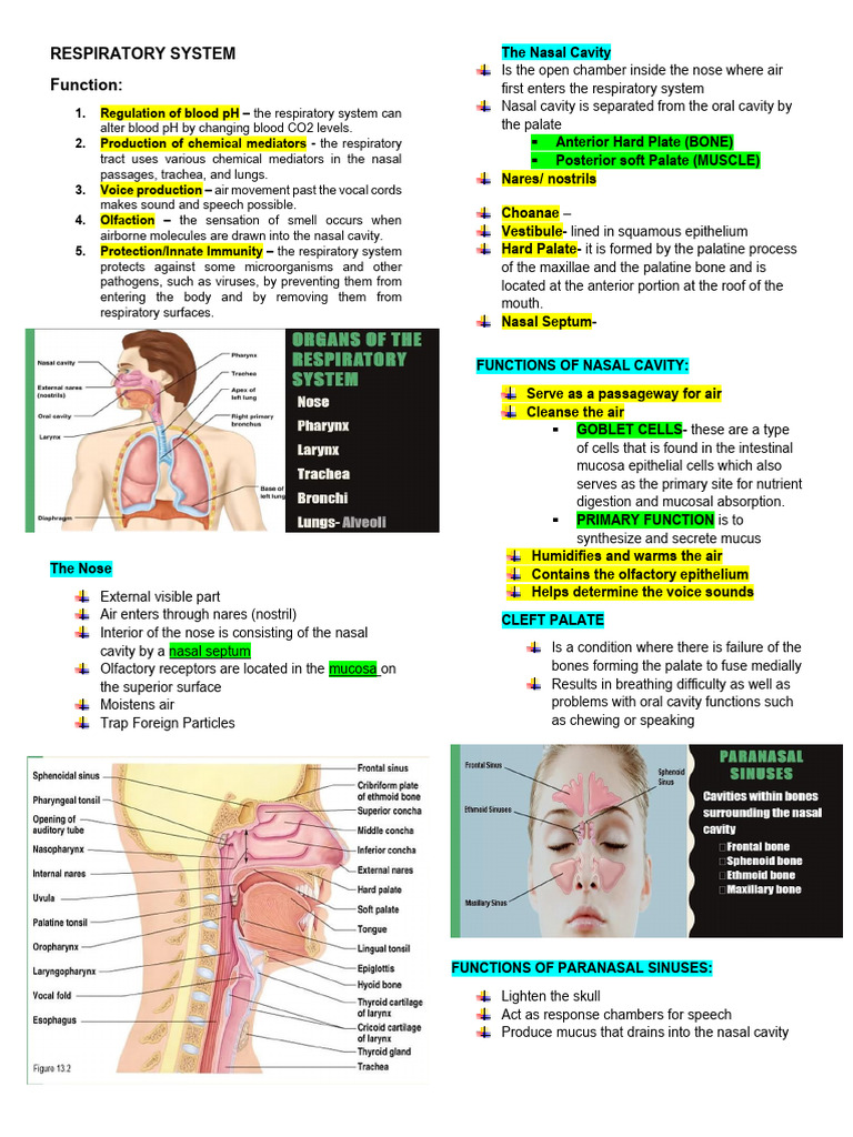 Overview of the Respiratory System | PDF | Lung | Respiratory Tract