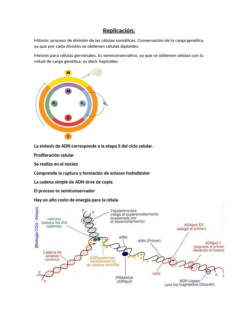 Replicación del ADN: Proceso y Enzimas | PDF | Replicación De Adn ...