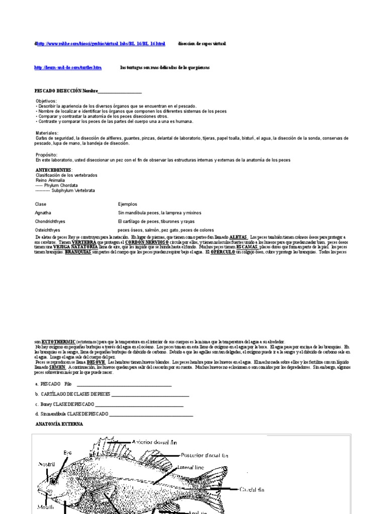 Conoce a tus animales: ¿cómo son los “estómagos de la vaca”?, image size:768x1024