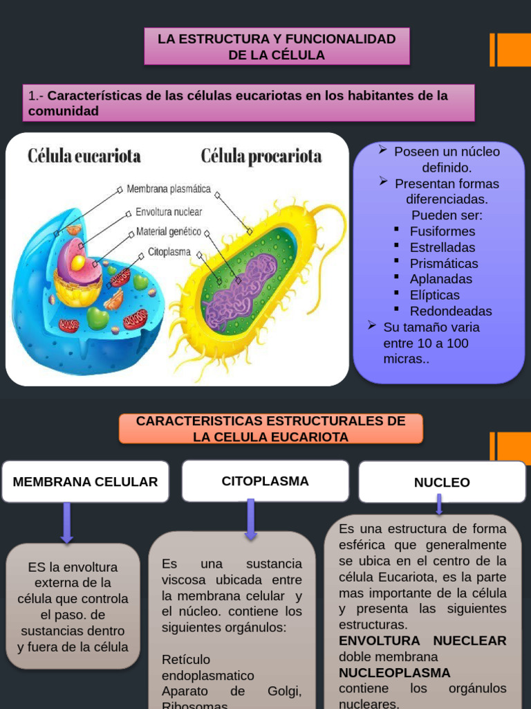 Tema 1 Estructura y Función de Celula Eucariota | PDF | Retículo ...