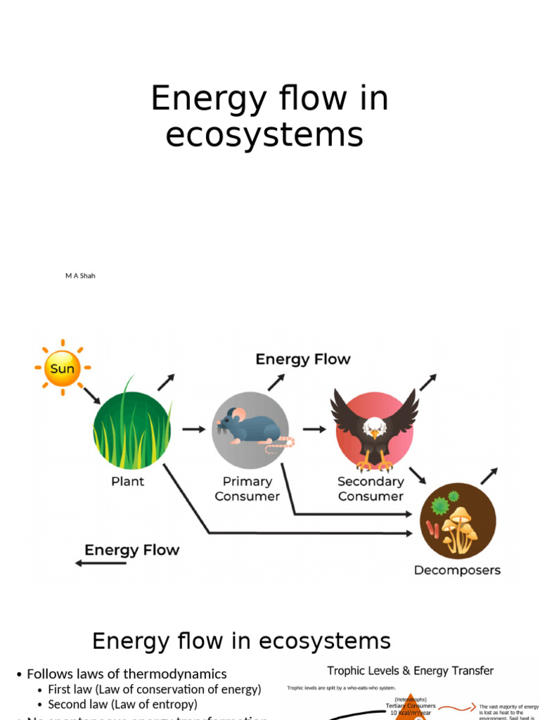 Energy Flow Dynamics in Ecosystems | PDF | Food Web | Ecosystem