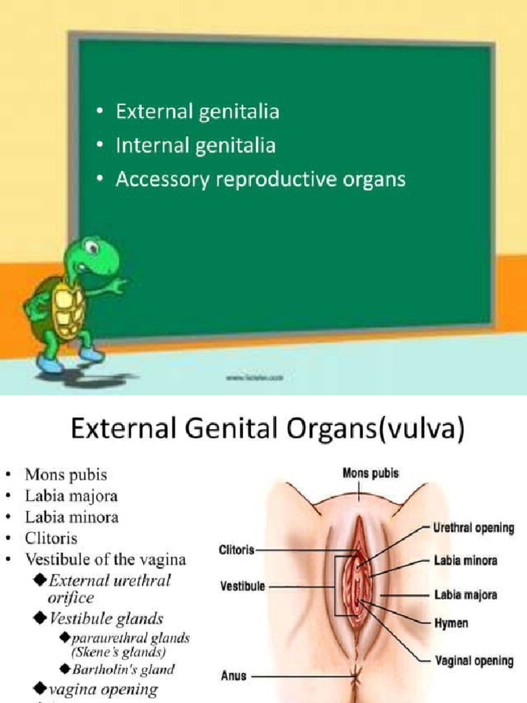 Anatomy and Functions of the Uterus | PDF | Uterus | Pelvis