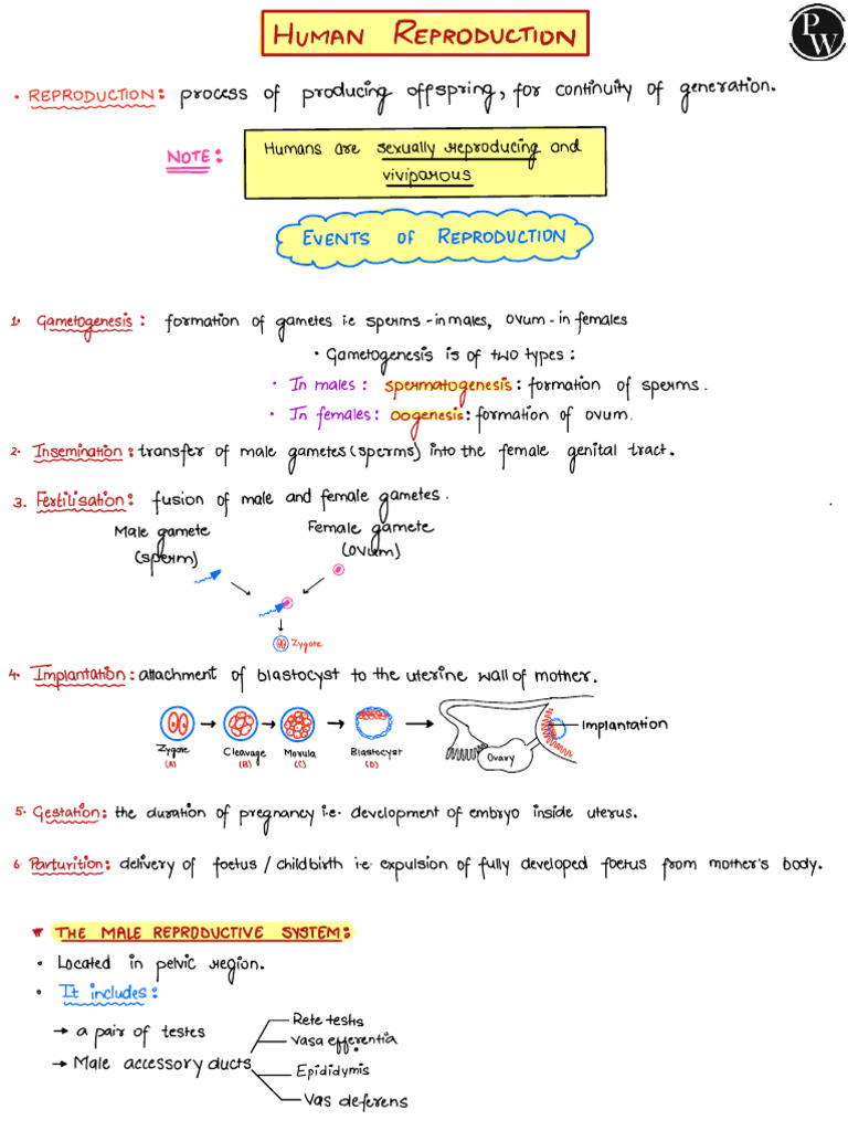 Human Reproductive System Overview | PDF | Menstrual Cycle | Mammal ...