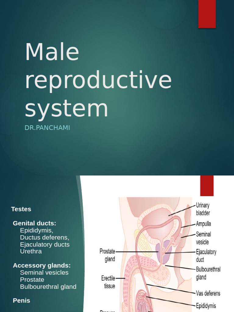 Male Reproductive System New | PDF | Testicle | Reproductive System
