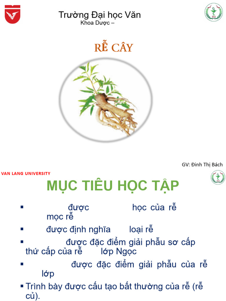 Rễ | PDF