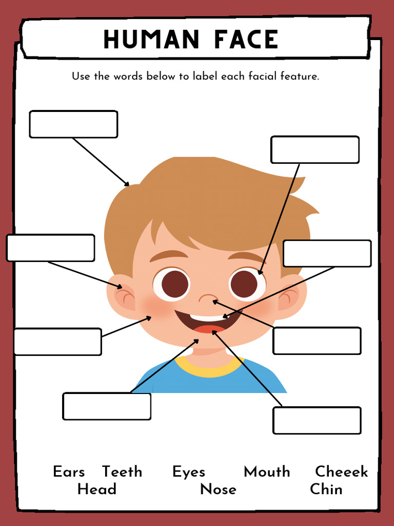 Human Facial Features Worksheet | PDF
