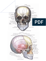 Anatomie Omului