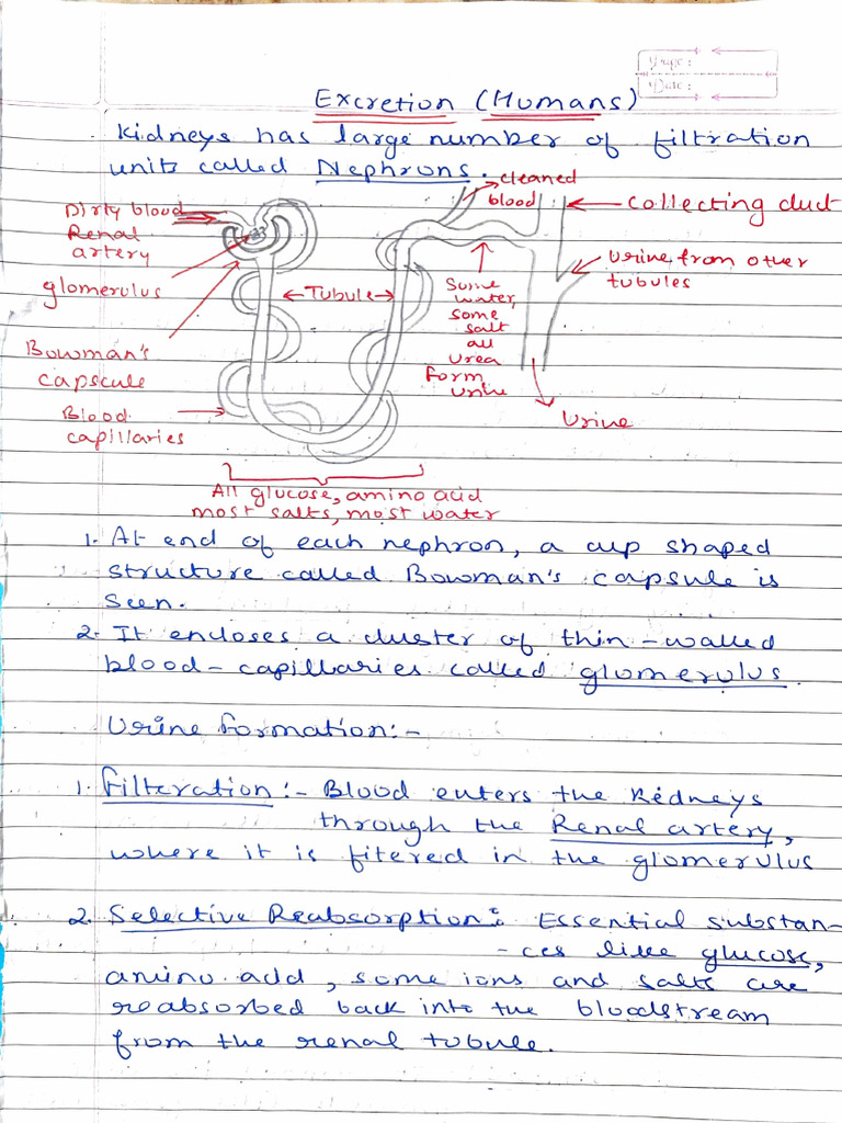 Excretion Notes | PDF