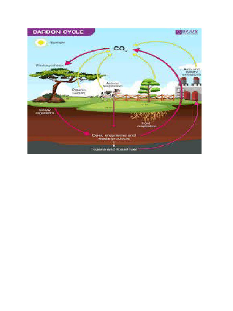 Carbon Cycle | PDF