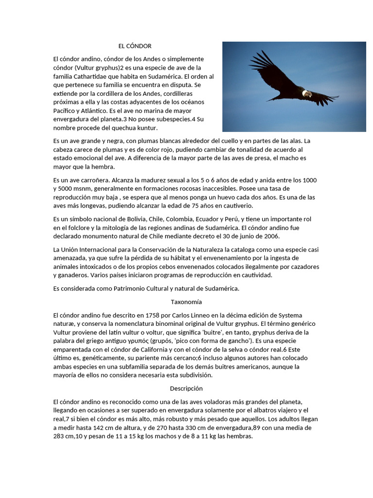 Cóndor Andino: Características y Hábitat | PDF | Zoología | Ornitología