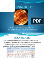 Embriologia Del Pie