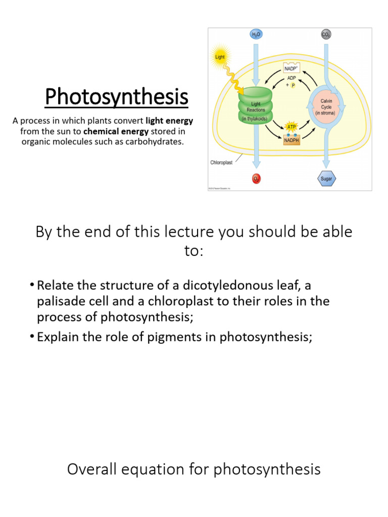 Understanding Photosynthesis Process | PDF | Leaf | Photosynthesis
